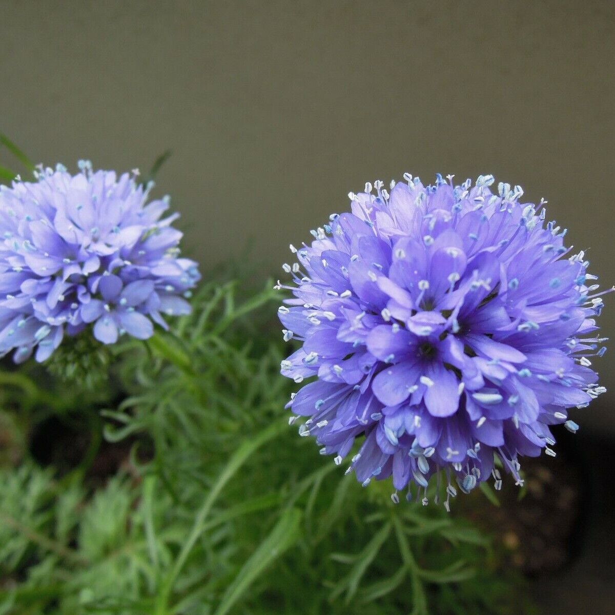 Heirloom Non-GMO Gilia Capitata Flower Seeds for Garden Planting for planting in home garden